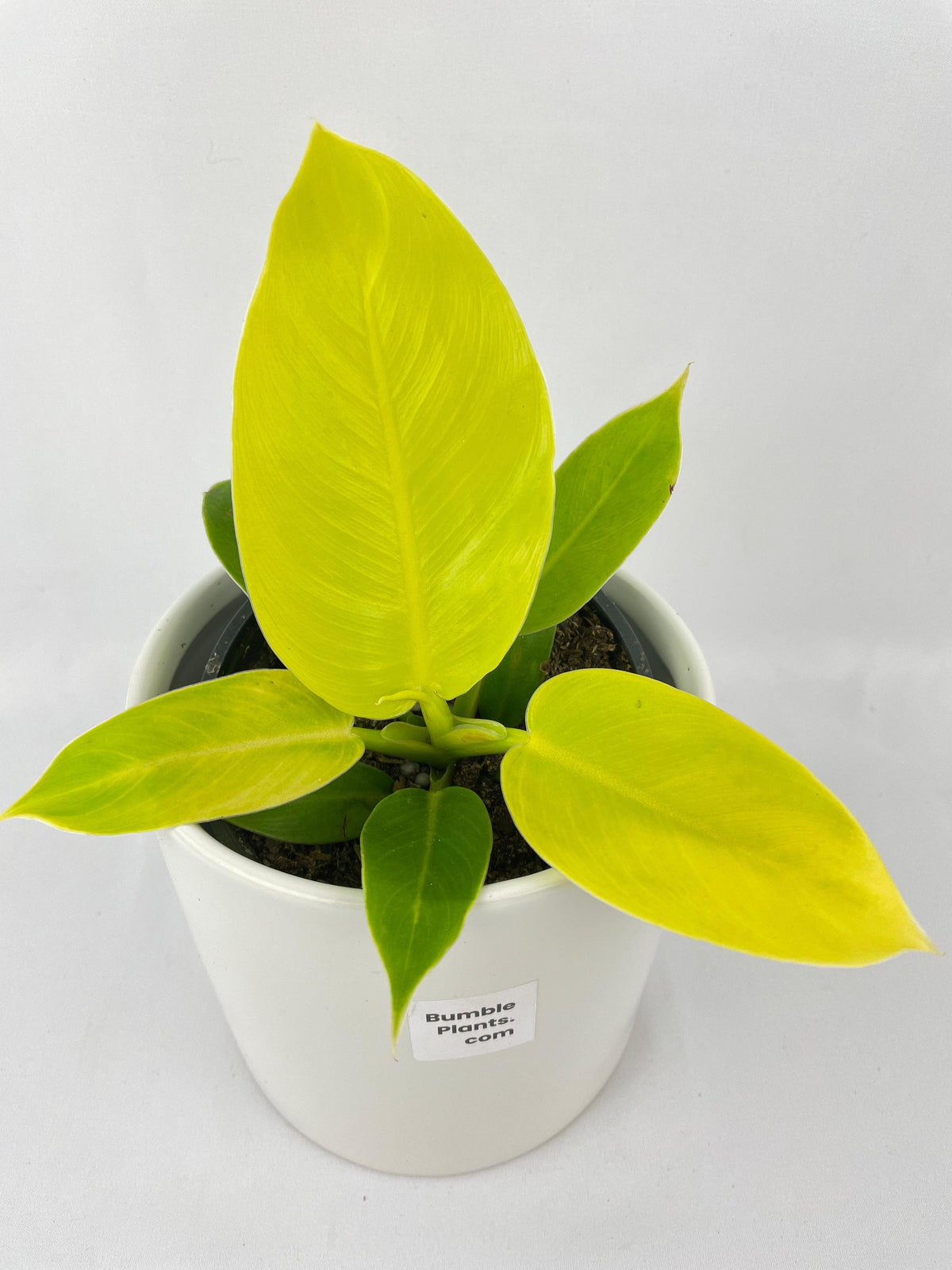 Philodendron Moonlight Lemon Lime Hybrid