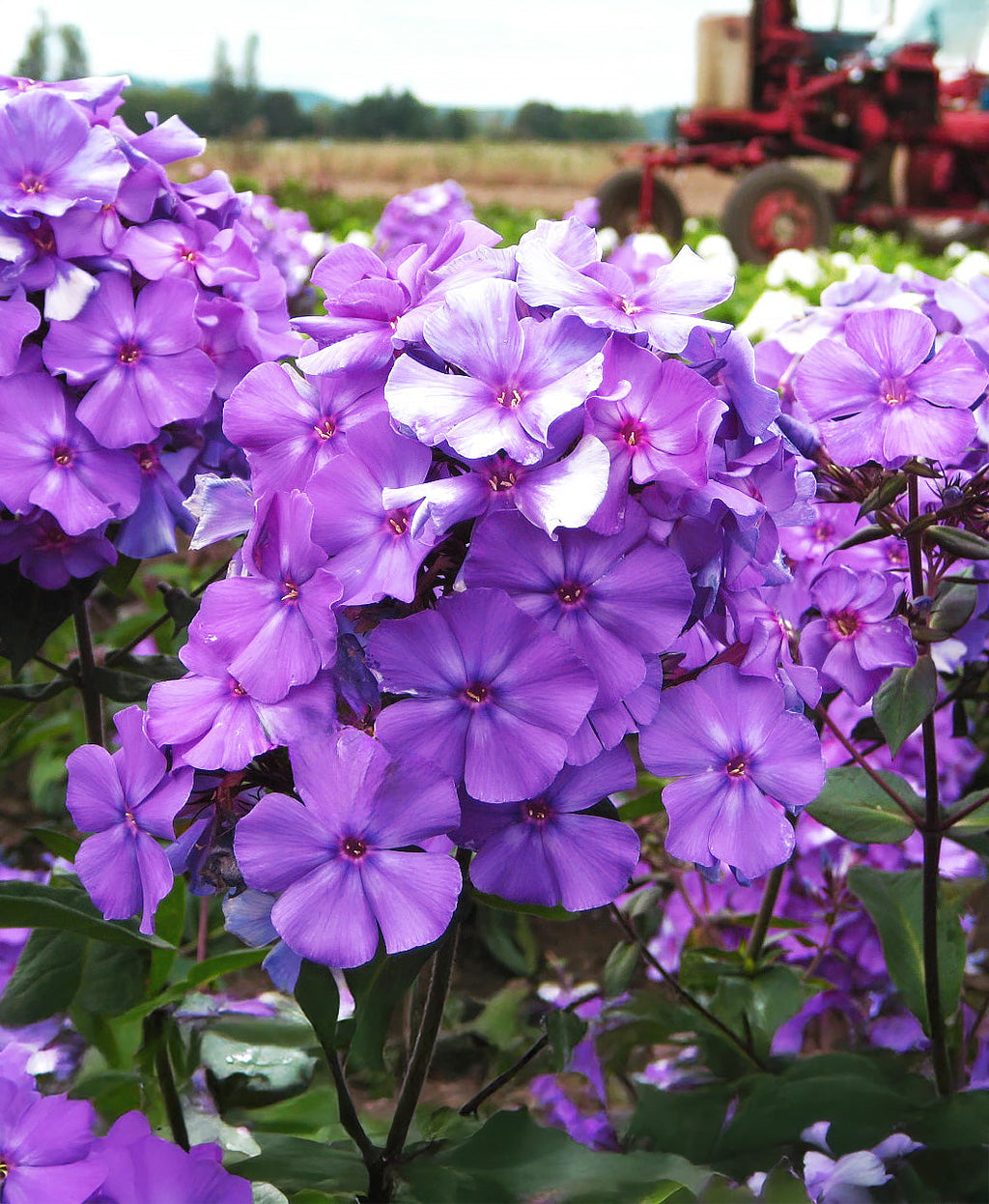 Blue Paradise Tall Summer Phlox - 3 root divisions