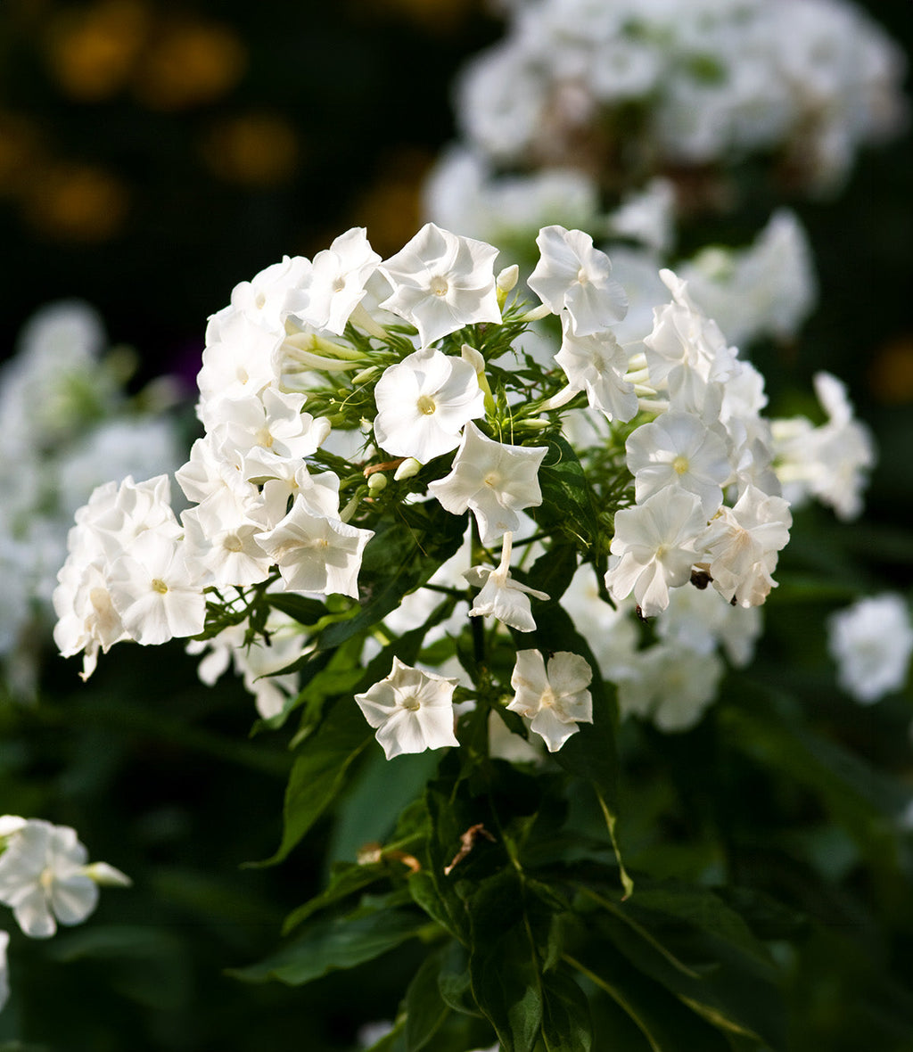 White Flame Compact Phlox - 3 root divisions