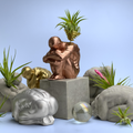 MALE BODY AIR PLANT HOLDER