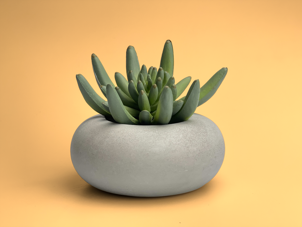 Perfect Succulent Planter