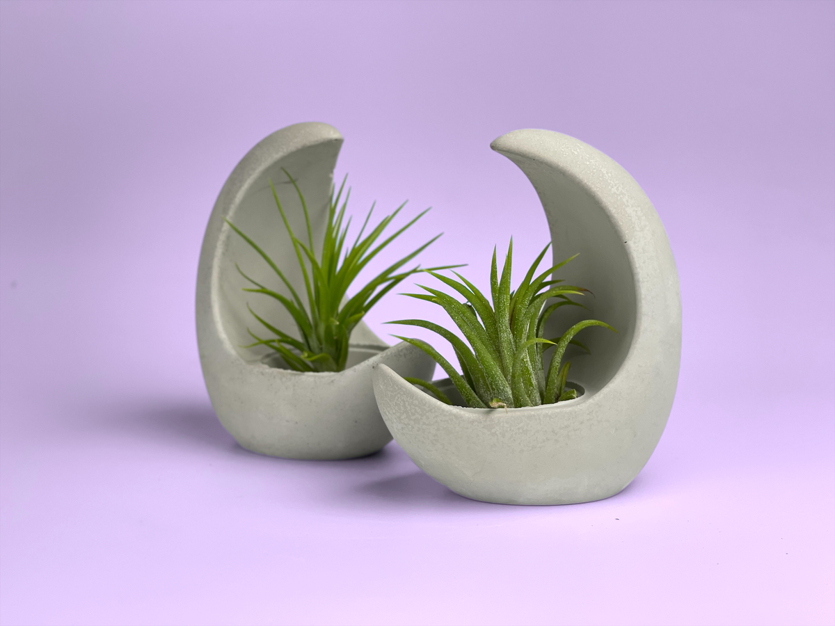 YOUNG MOON AIR PLANT HOLDER