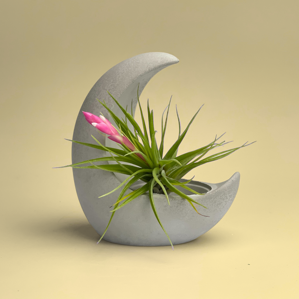 YOUNG MOON AIR PLANT HOLDER