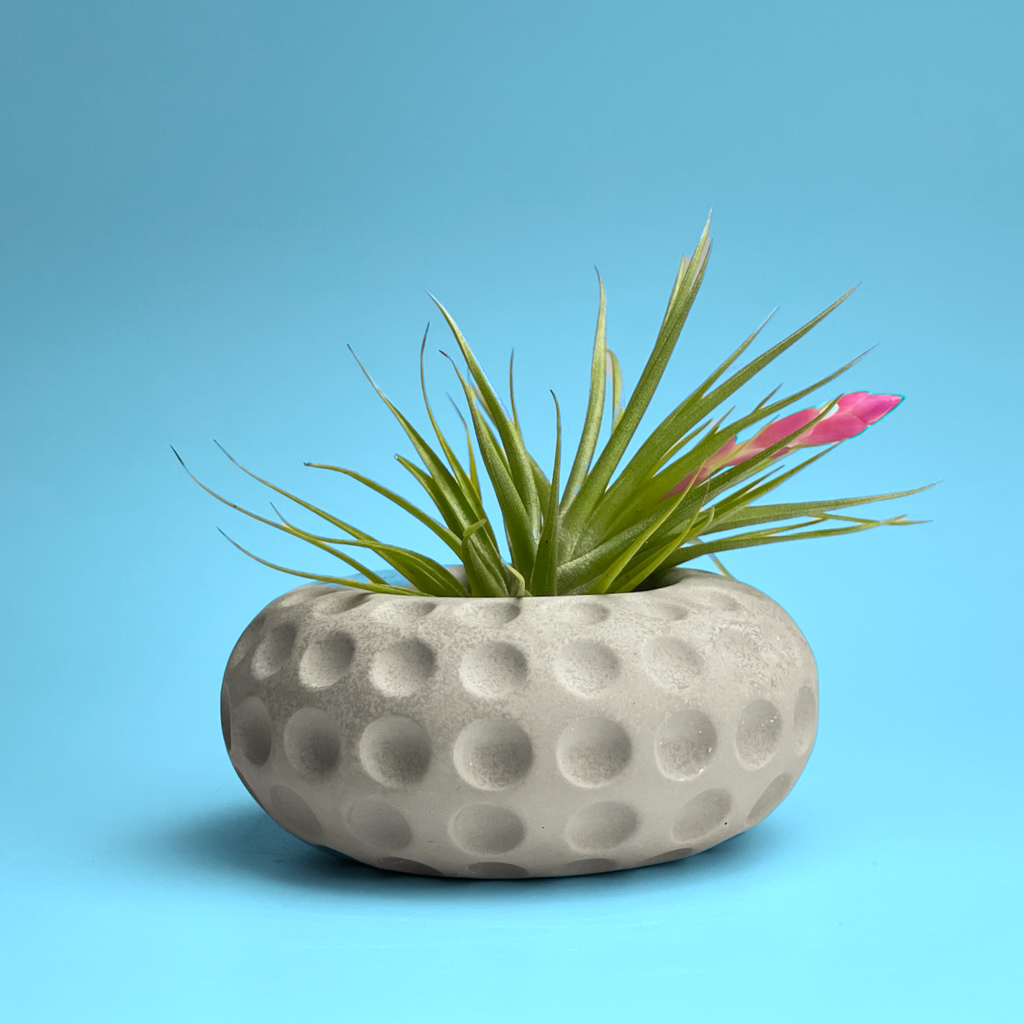 Concave Dots Air Plant Holder | Succulent Planter
