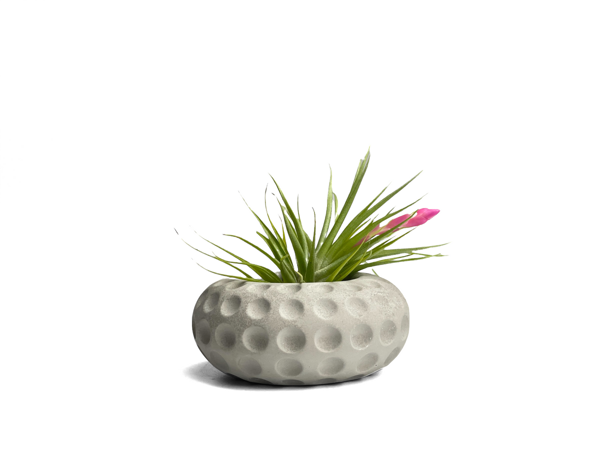 Concave Dots Air Plant Holder | Succulent Planter