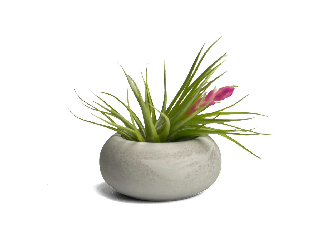 Modern Air Plant Holder
