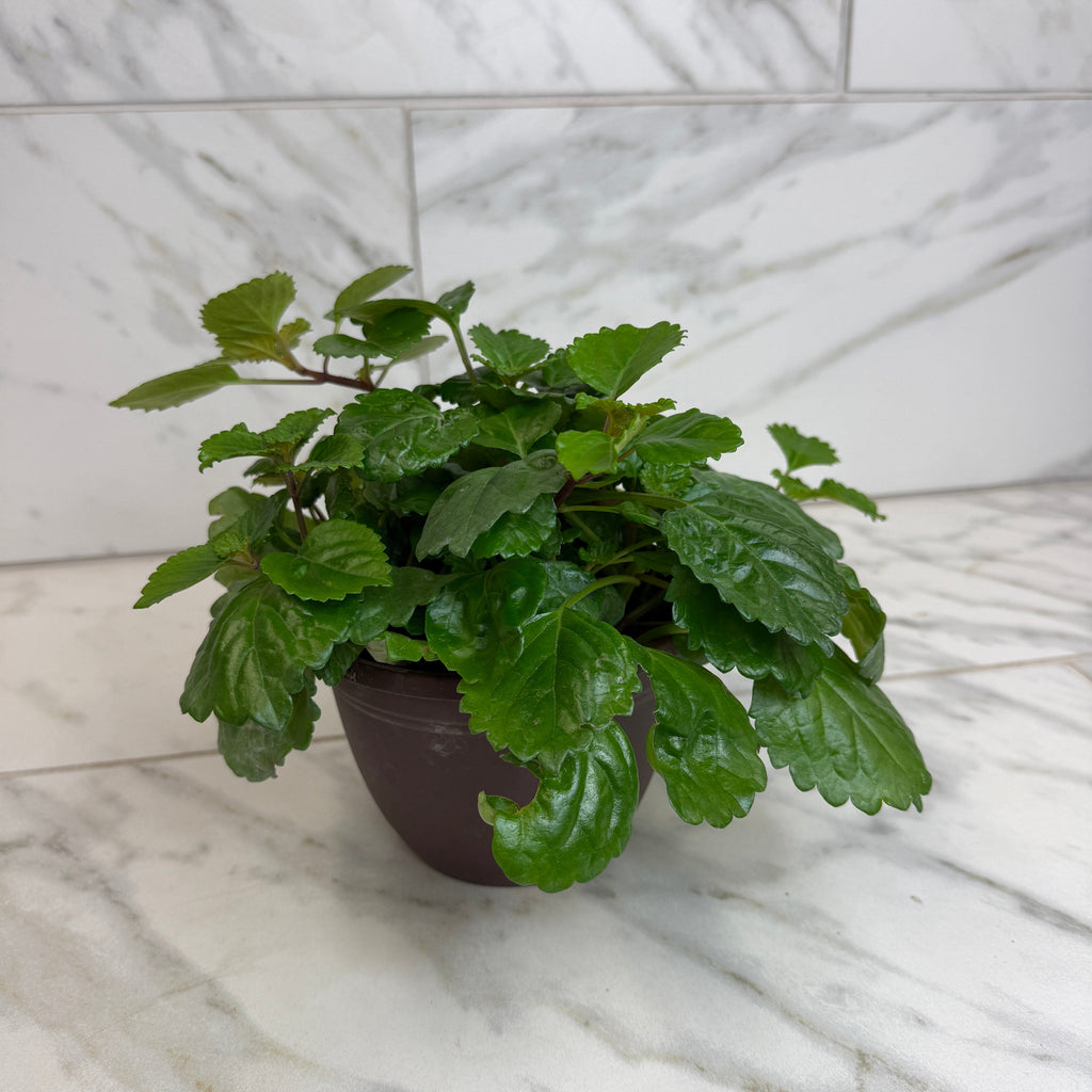 Plectranthus Australis Wax Swedish, 6" Plant
