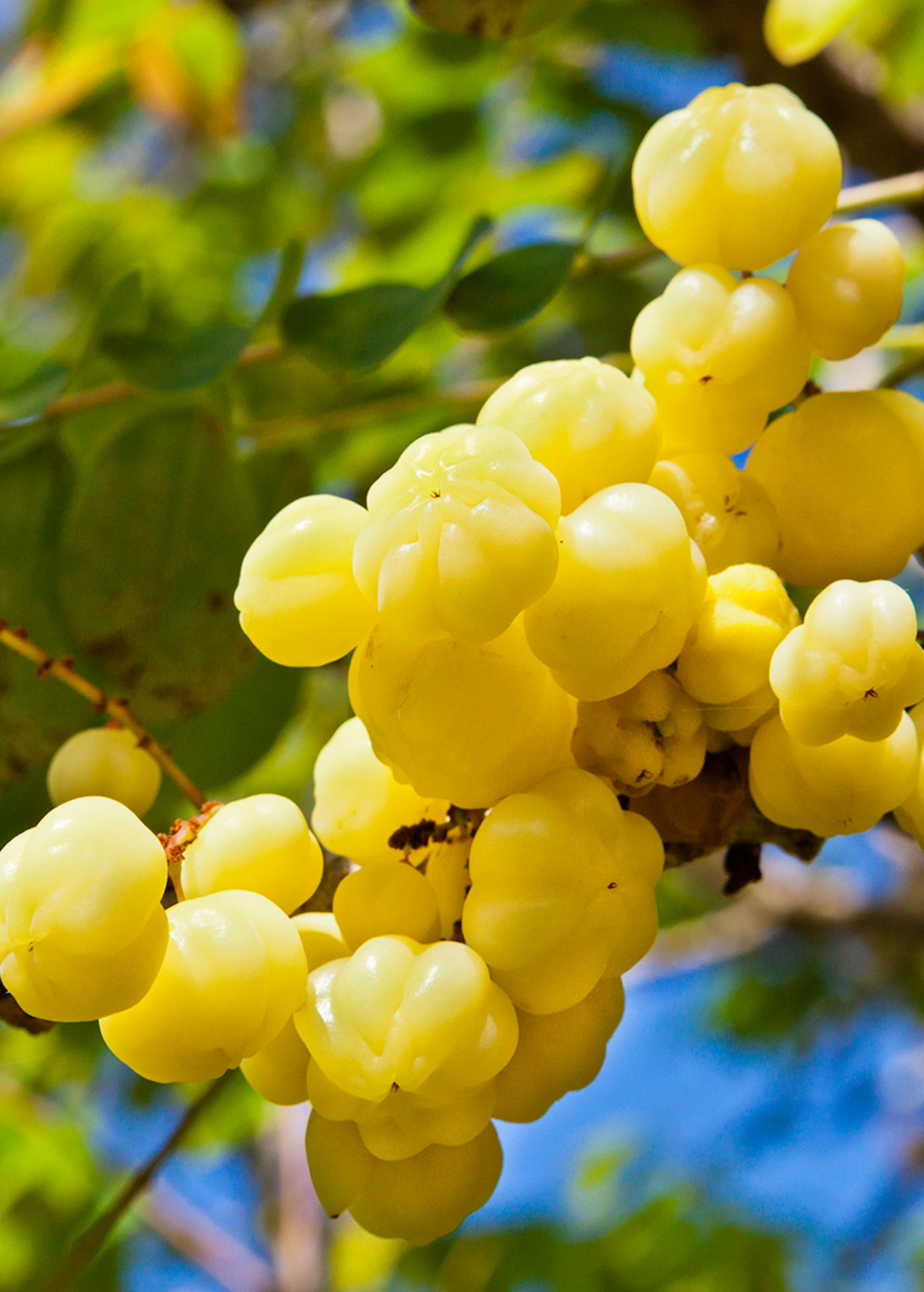 Otaheite Gooseberry (Phyllanthus acidus)