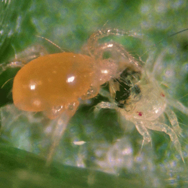 Phytoseiulus persimilis - Control - Two Spotted Spider Mite