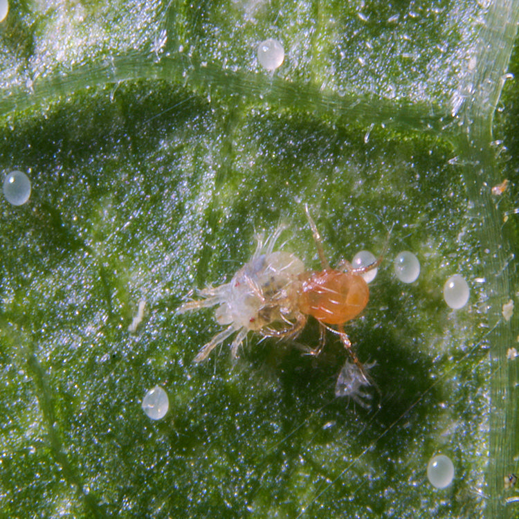 Phytoseiulus persimilis - Control - Two Spotted Spider Mite
