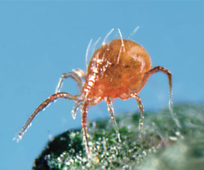 Phytoseiulus persimilis - Control - Two Spotted Spider Mite