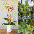 Flora™ - Plant trellis designed for Orchids