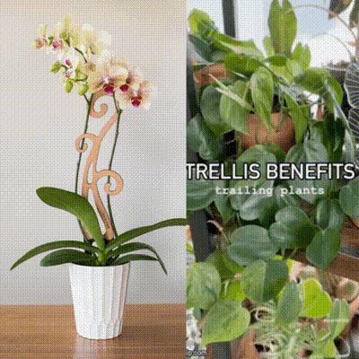 Flora™ - Plant trellis designed for Orchids
