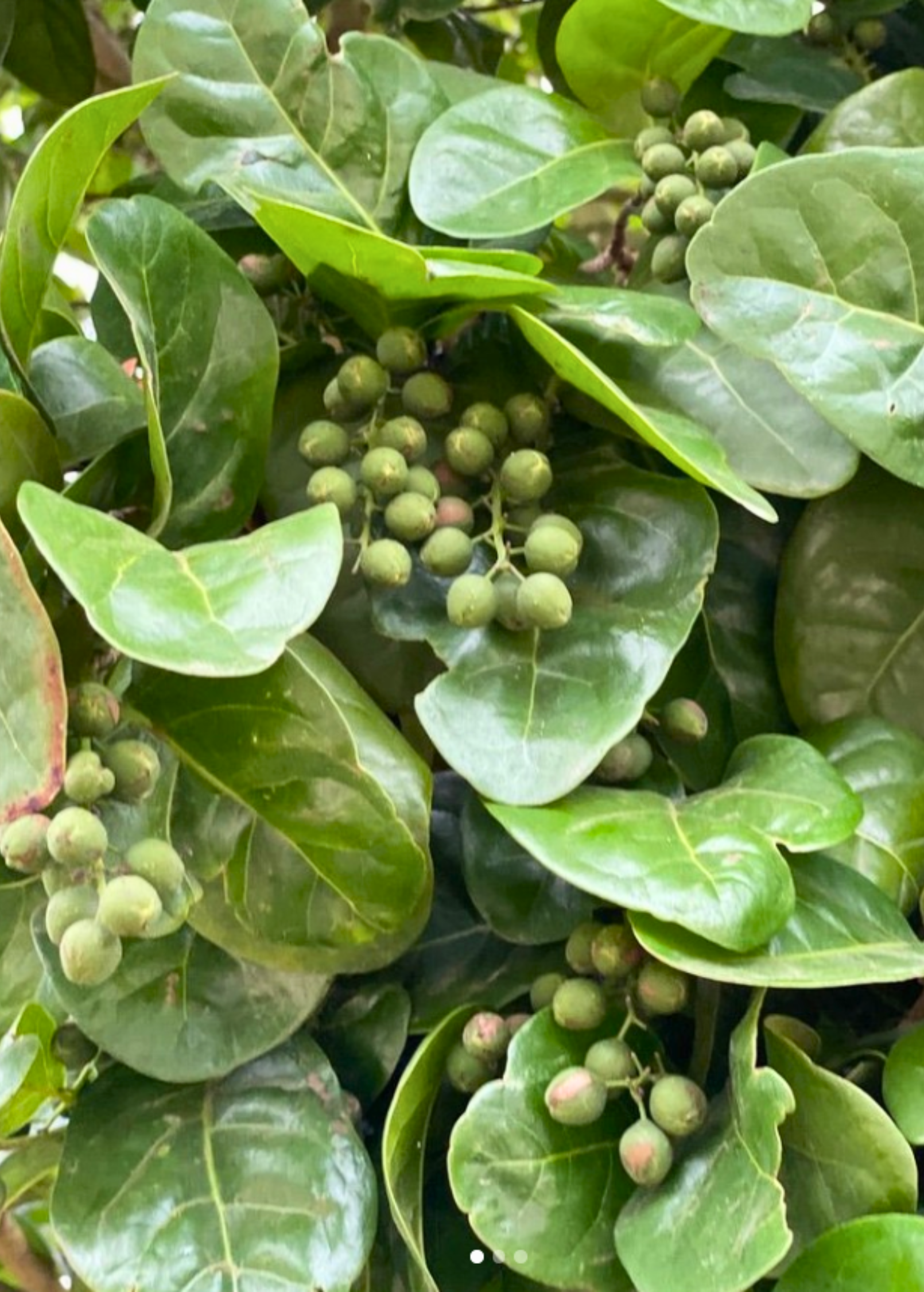 Pigeon Plum (Coccoloba diversifolia)
