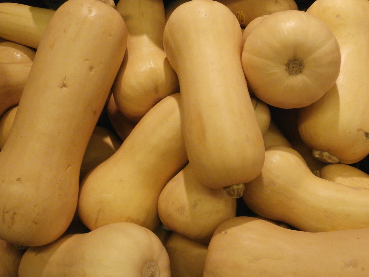 100 Waltham Butternut Winter Squash Seeds