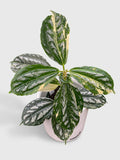 Variegated Pilea Cadierei Aluminium