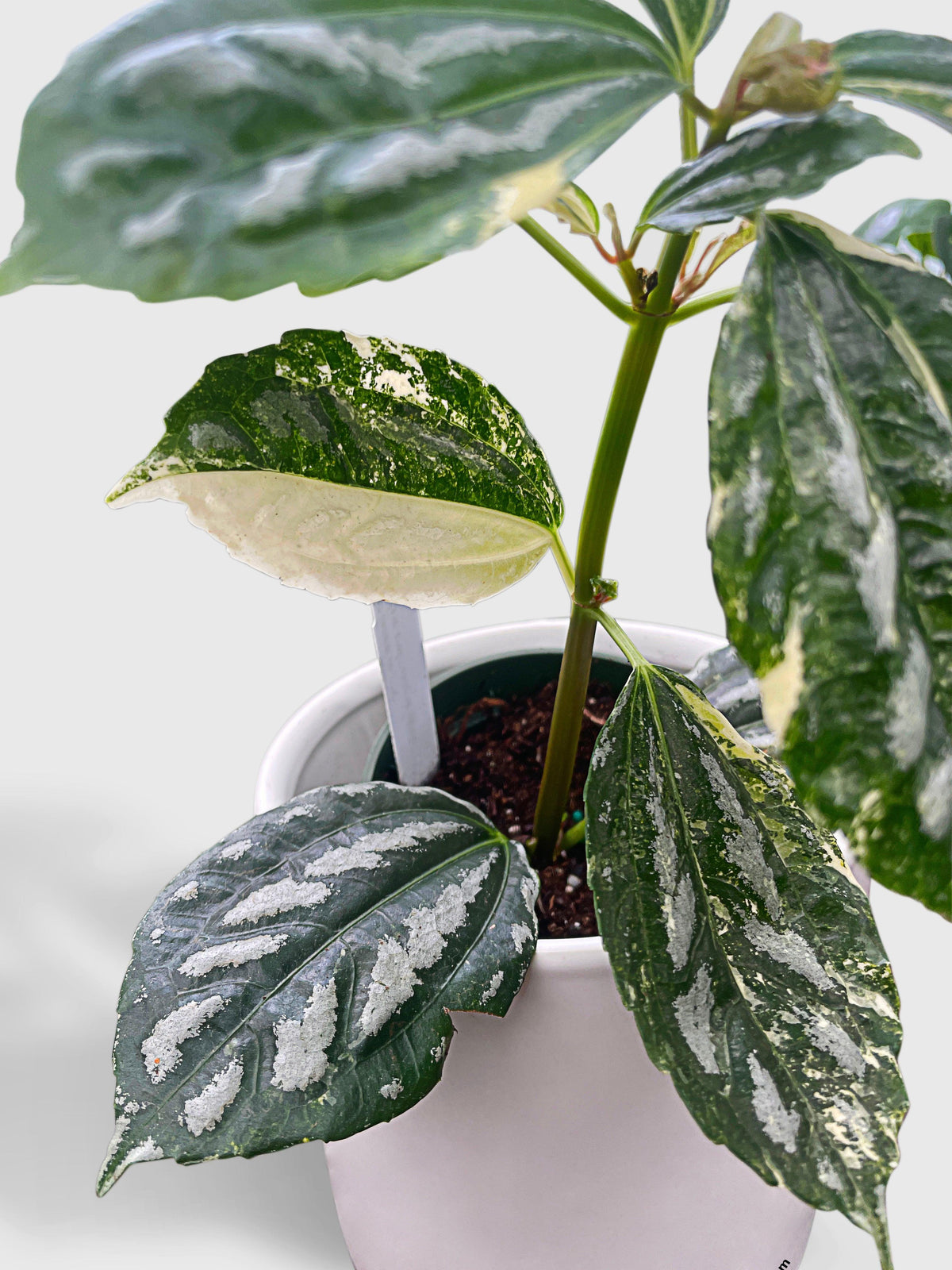 Variegated Pilea Cadierei Aluminium