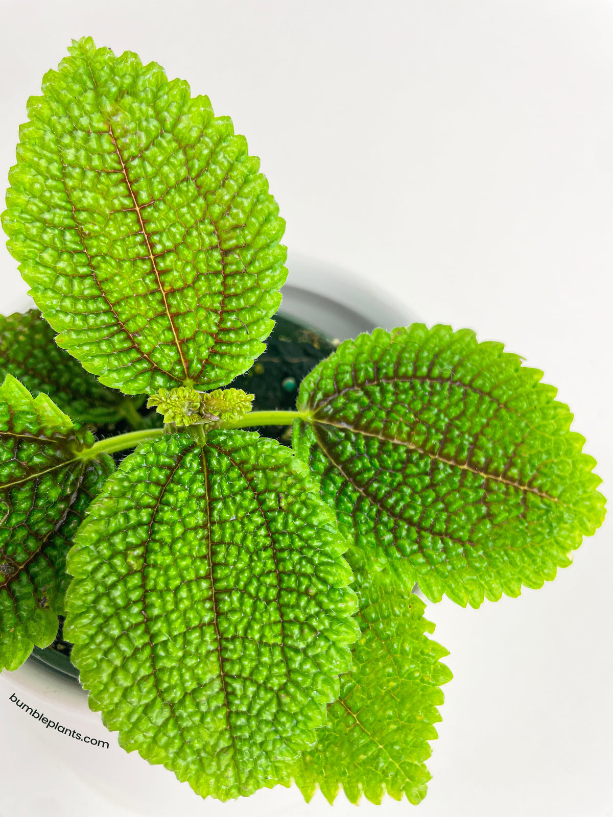 Pilea 'Moon Valley' - 4" Pot