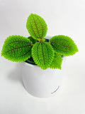 Pilea 'Moon Valley' - 4" Pot