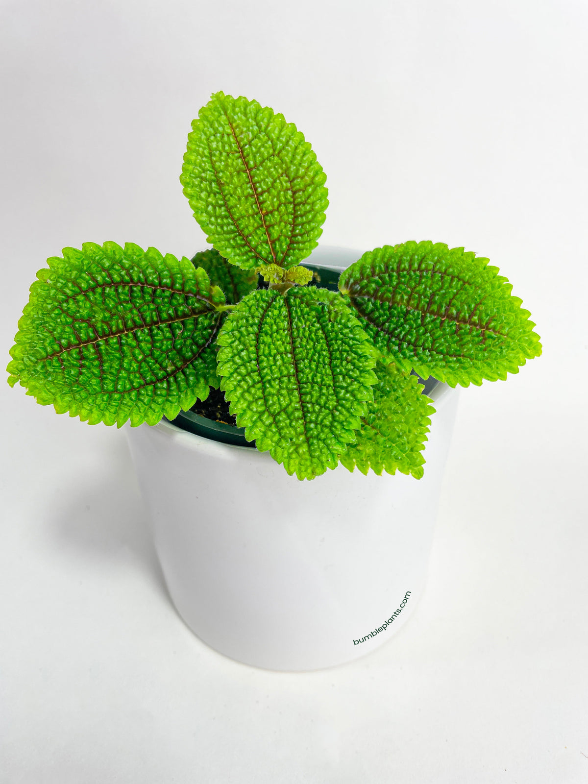 Pilea 'Moon Valley' - 4" Pot