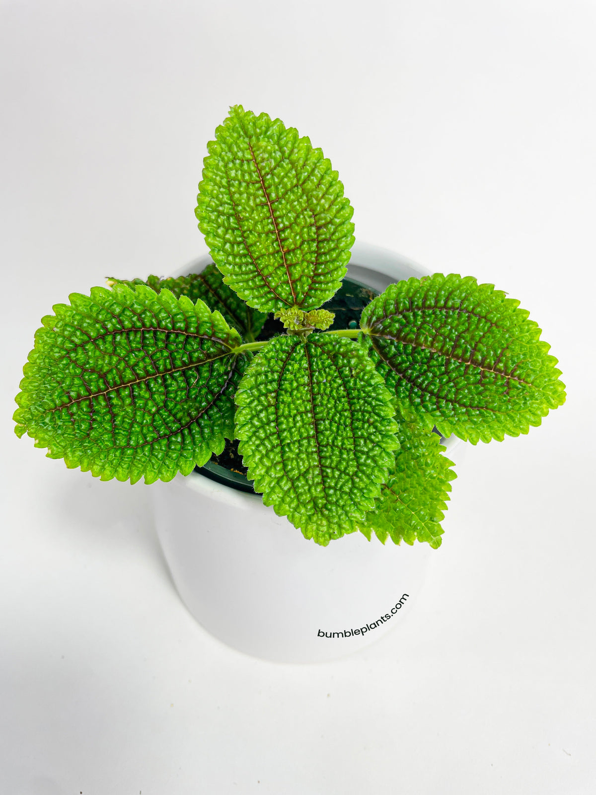 Pilea 'Moon Valley' - 4" Pot