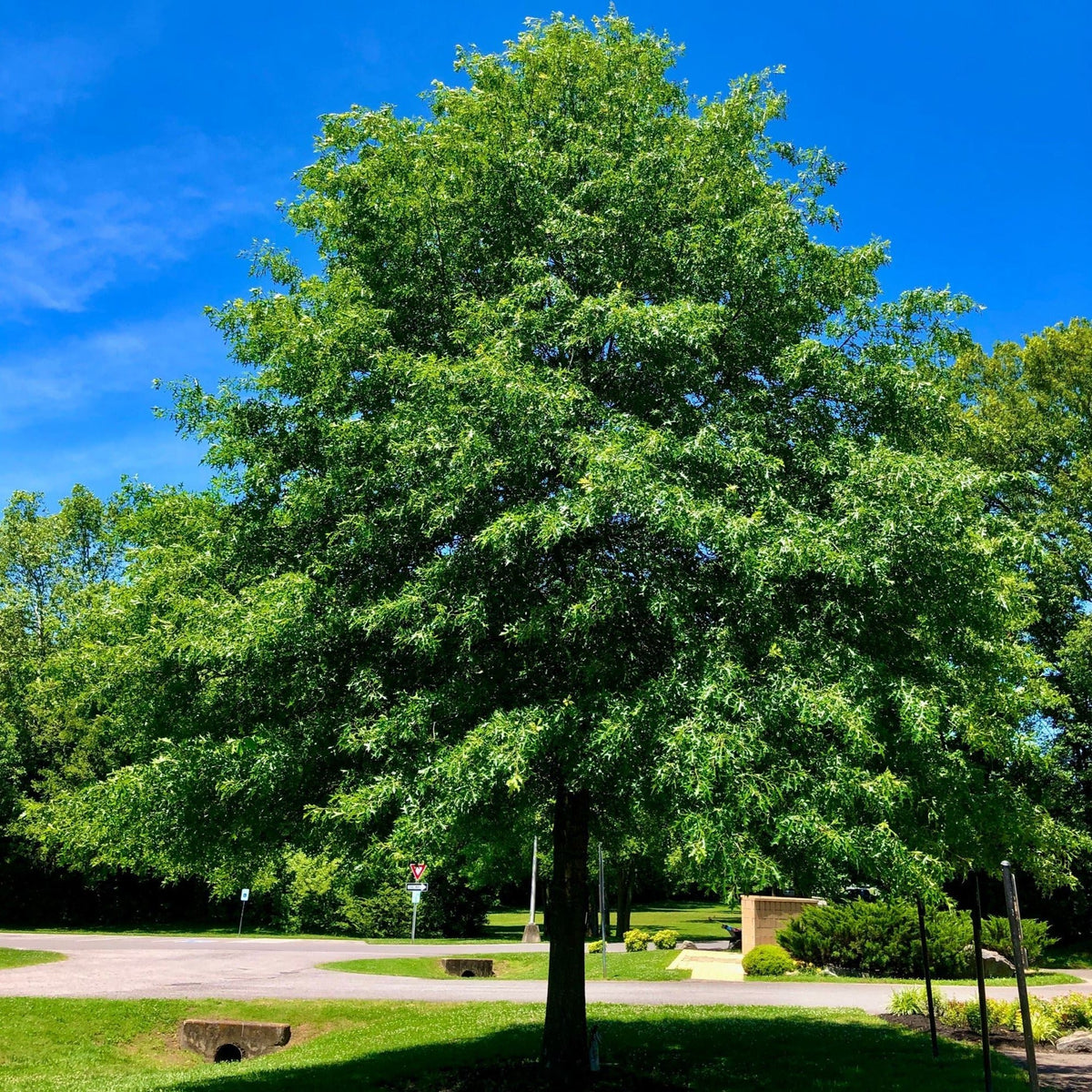 Oak Tree 'Pin Oak'