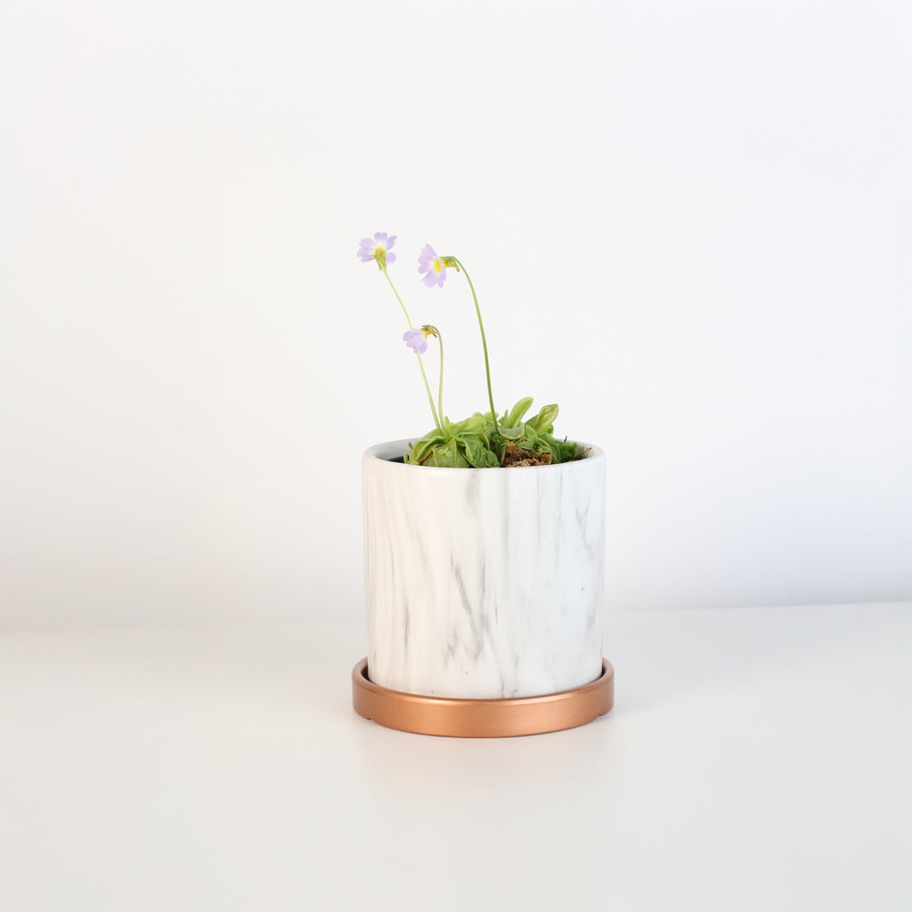 Pinguicula Butterwort