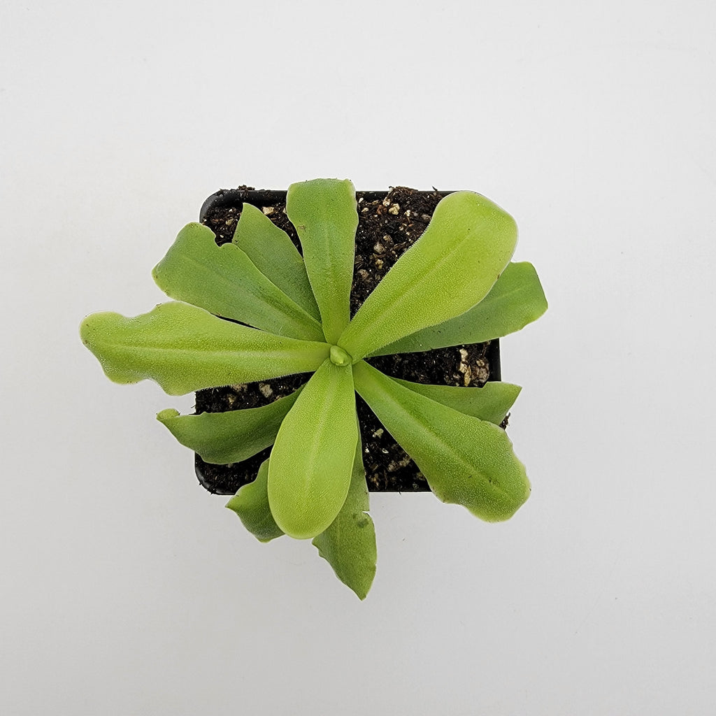 Pinguicula 'ANPA A'