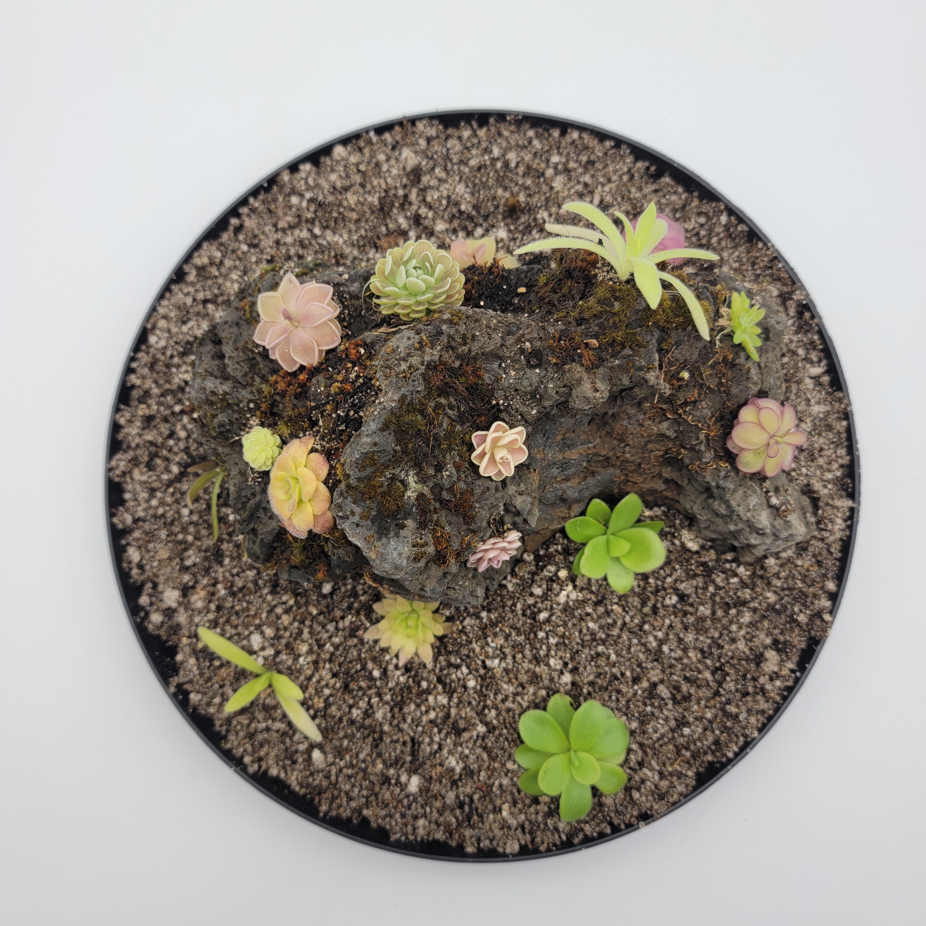 Mystery rock kit Pinguicula bundle