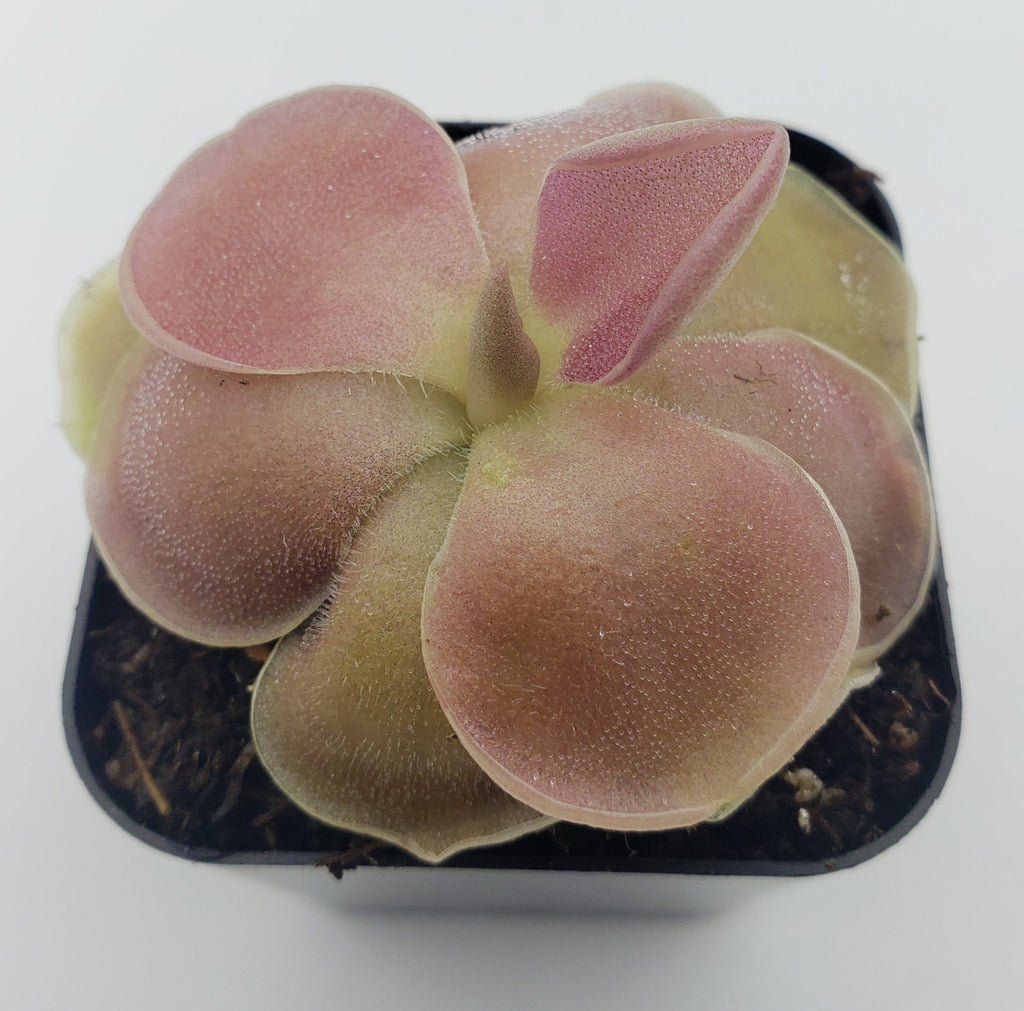 Pinguicula 'Weser'