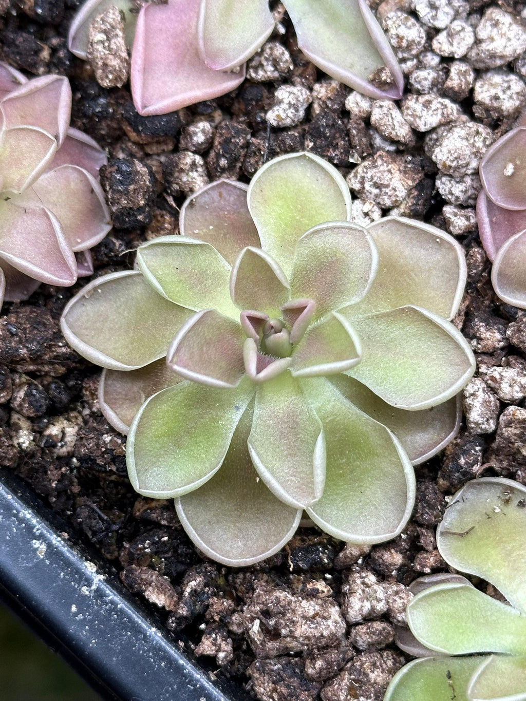 Pinguicula ehlersiae x mesophytica