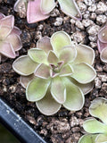 Pinguicula ehlersiae x mesophytica
