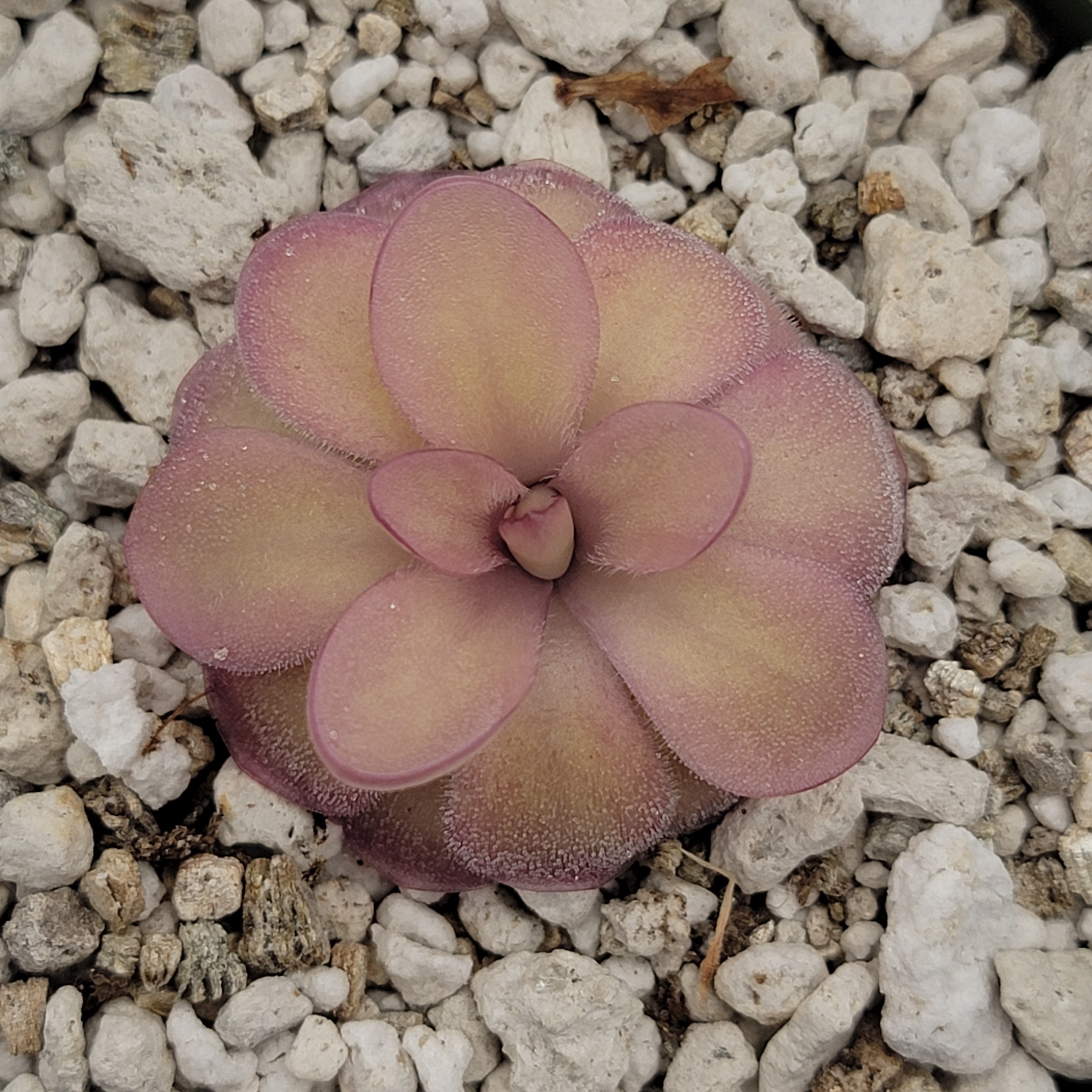 Pinguicula agnata 'El Lobo' x hemiepiphytica