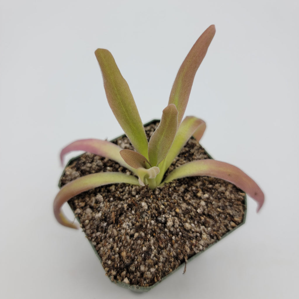 Pinguicula 'Aphrodite'
