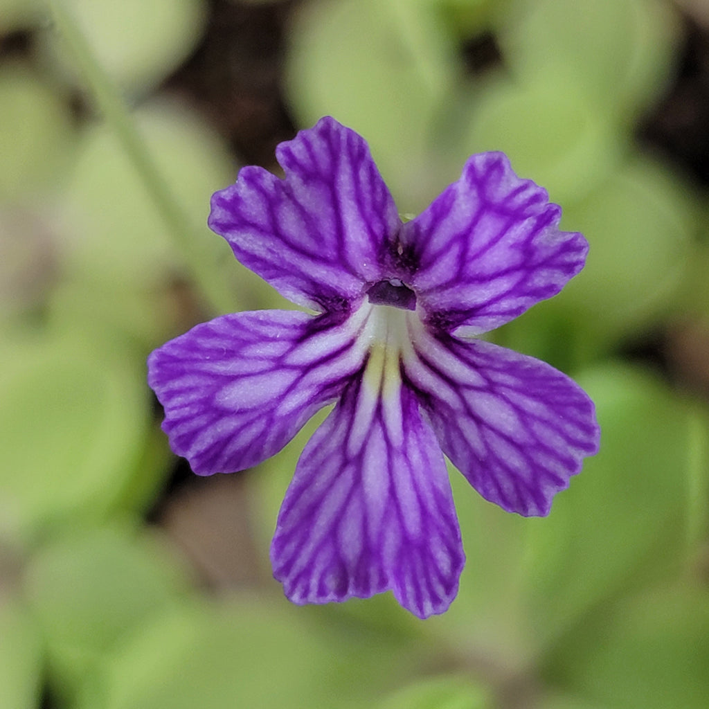 Pinguicula emarginata x cyclosecta