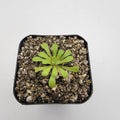 Pinguicula laxifolia