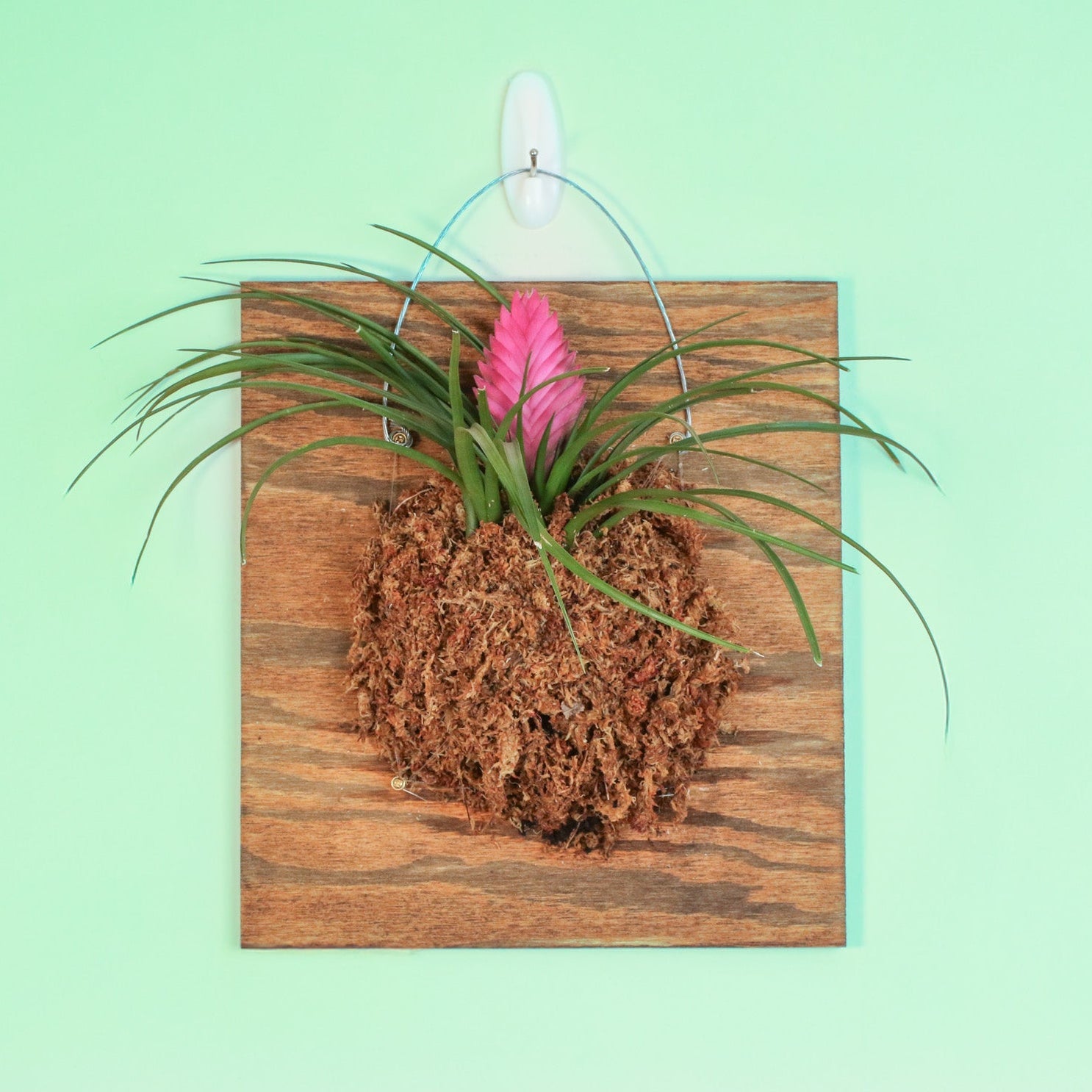 Pink Quill - Tillandsia 'Cyanea'