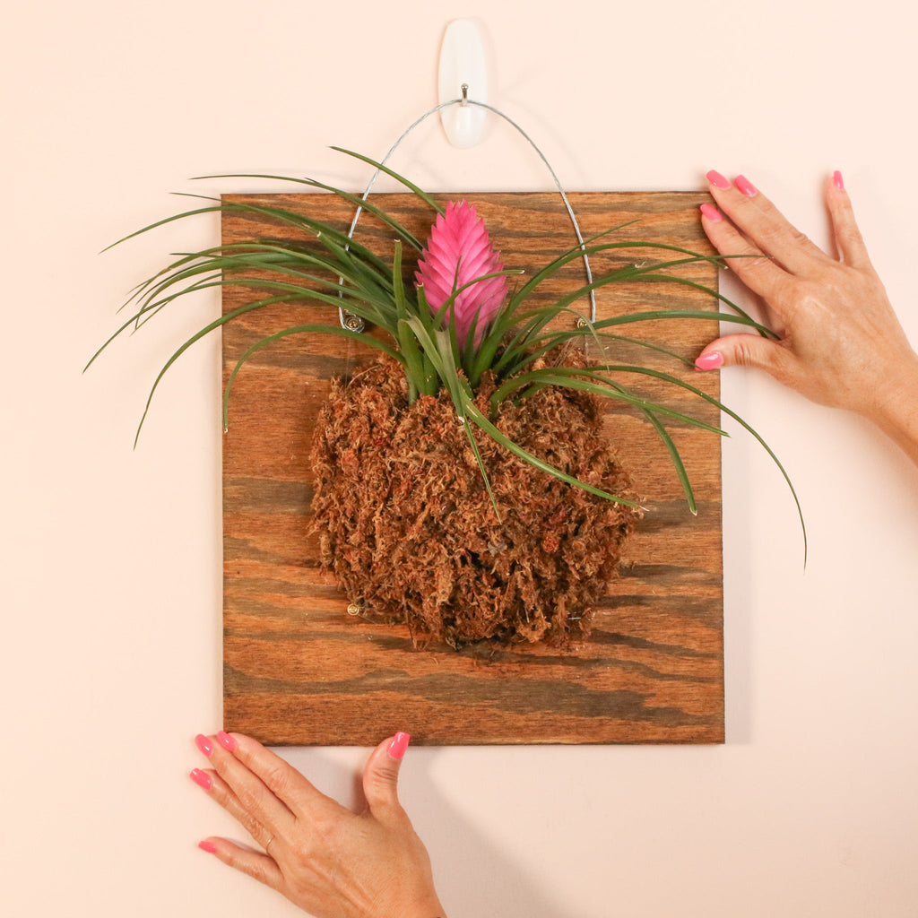 Pink Quill - Tillandsia 'Cyanea'