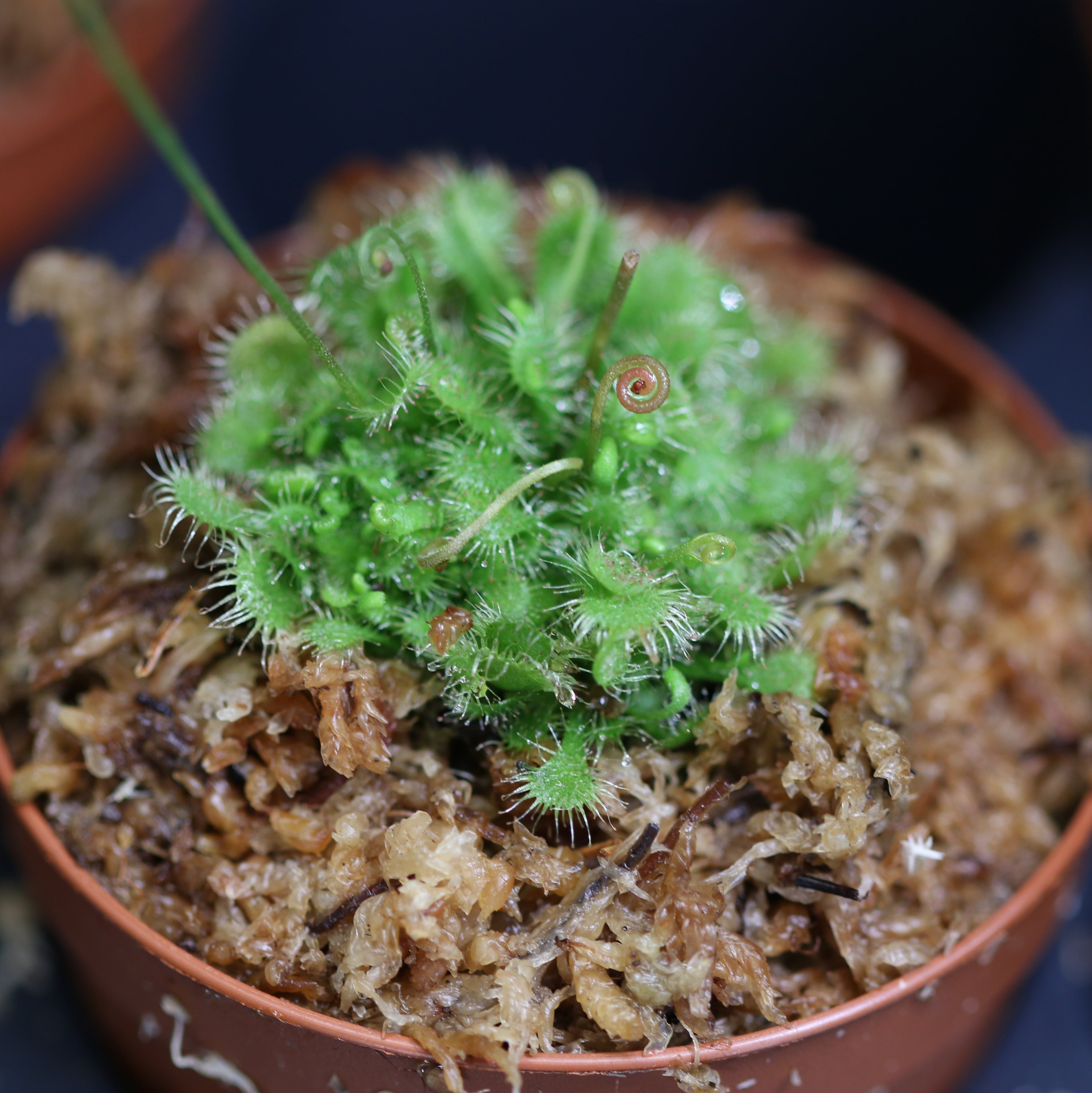 Carnival Plant Bundle Carnivorous