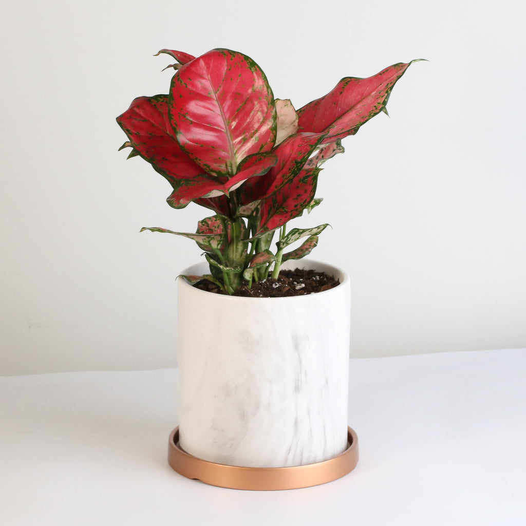 Aglaonema 'Wishes' Pink Plant