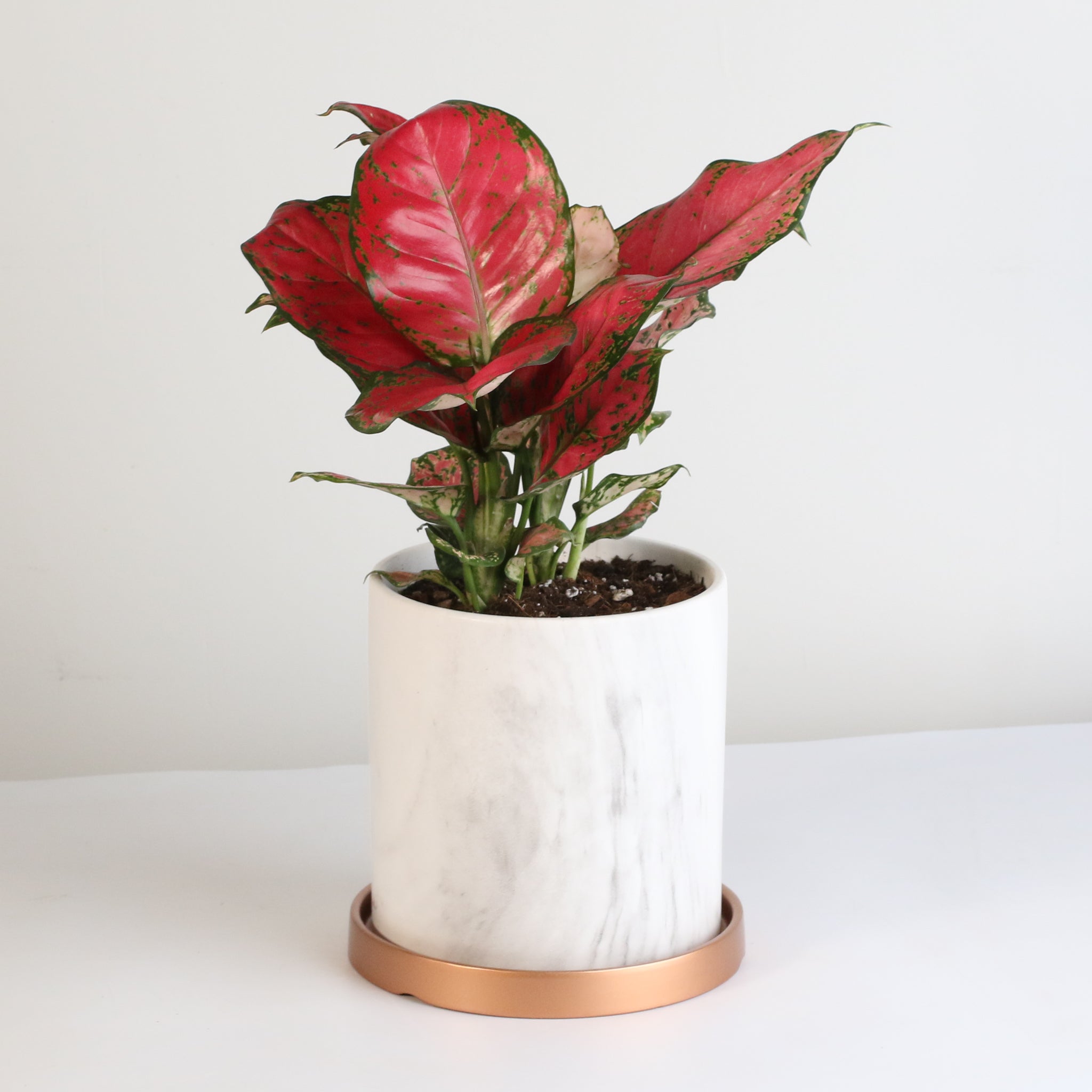 Aglaonema 'Wishes' Pink Plant