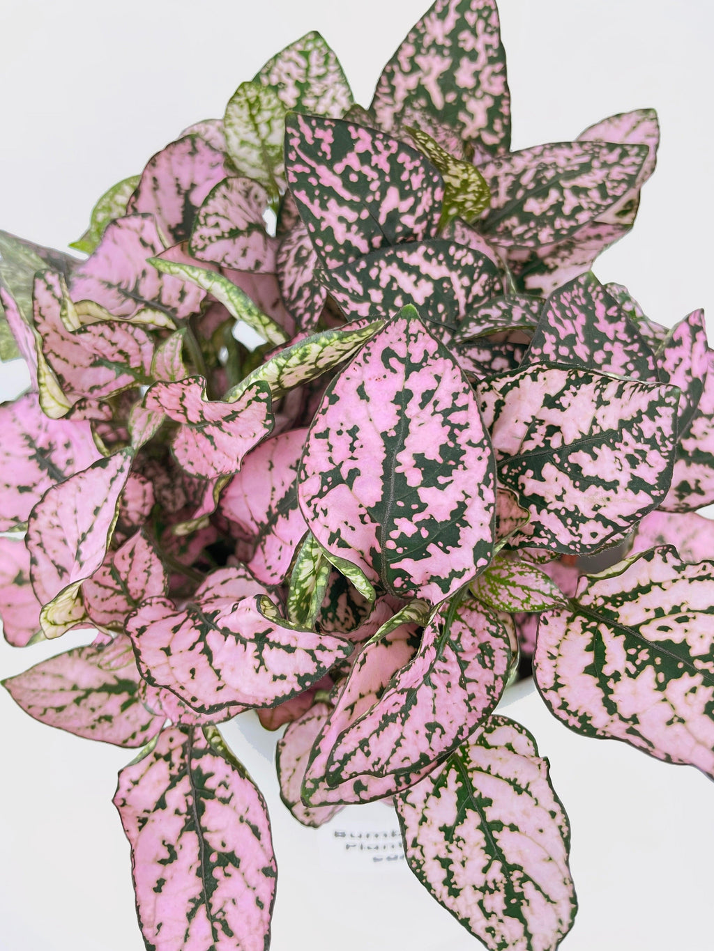 Pink Polka Dot Plant (Hypoestes Phyllostachya)