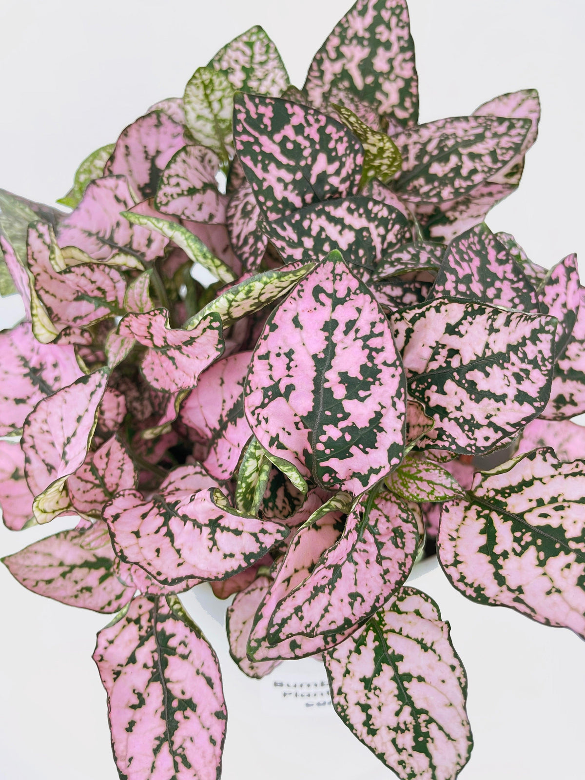 Pink Polka Dot Plant (Hypoestes Phyllostachya)