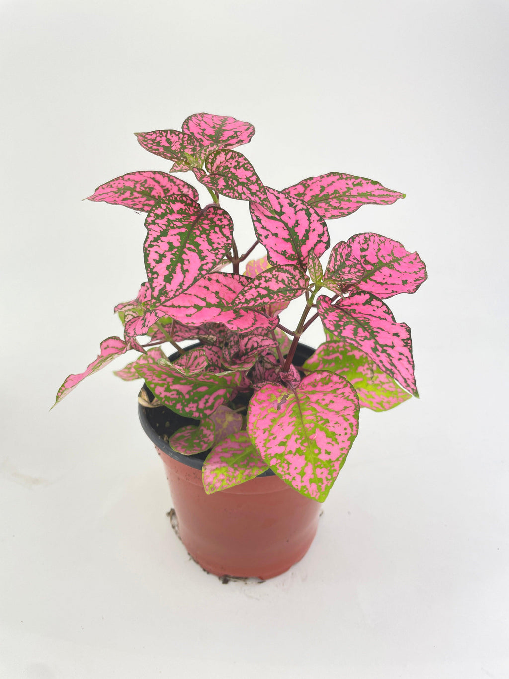 Pink Polka Dot Plant (Hypoestes Phyllostachya)