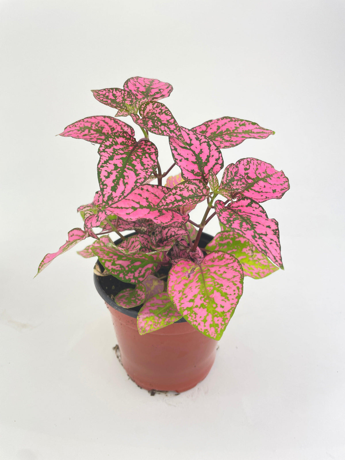 Pink Polka Dot Plant (Hypoestes Phyllostachya)