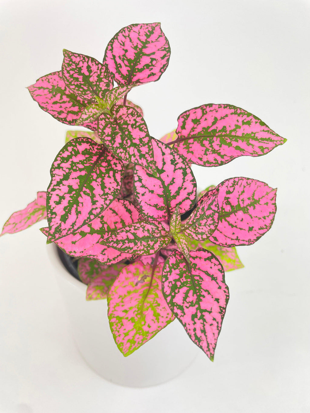 Pink Polka Dot Plant (Hypoestes Phyllostachya)