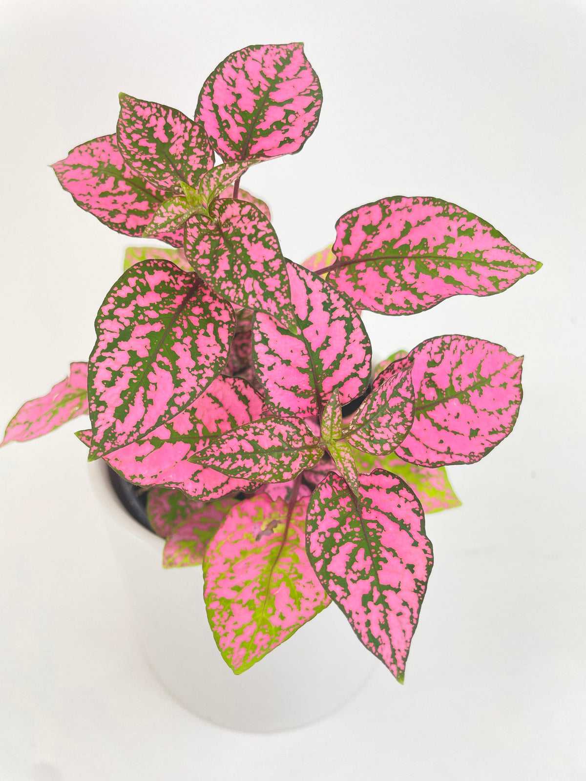 Pink Polka Dot Plant (Hypoestes Phyllostachya)