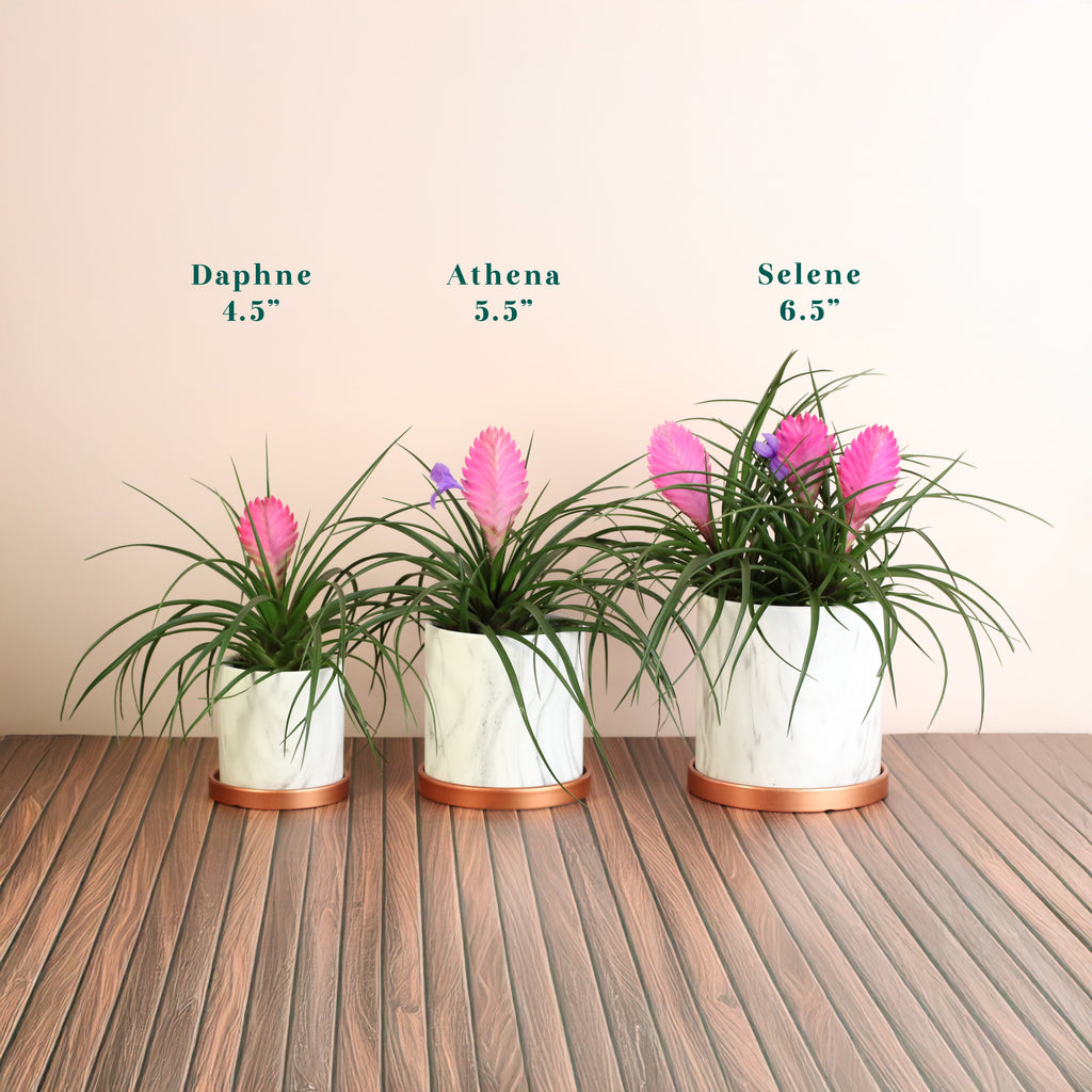 Pink Quill - Tillandsia 'Cyanea'
