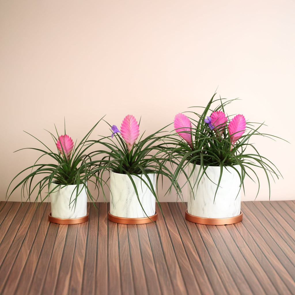 Pink Quill - Tillandsia 'Cyanea'