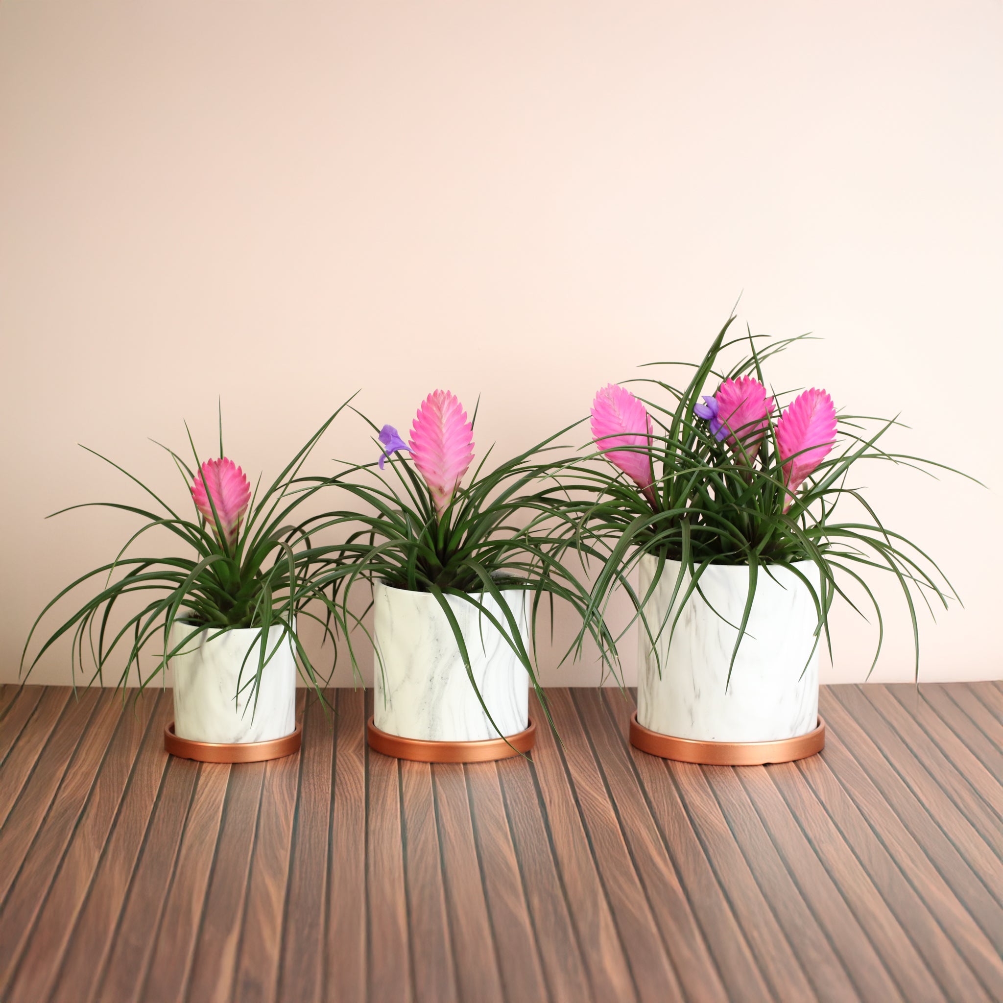 Pink Quill - Tillandsia 'Cyanea'